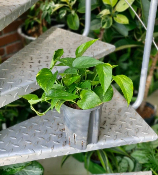 Scindapsus epipremnum aureum w hydroponice MK15/19