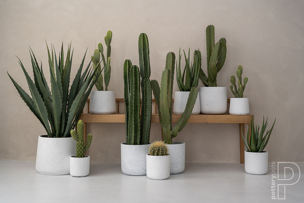 Sztuczny kaktus Saguaro Karnegia olbrzymia M 62 cm