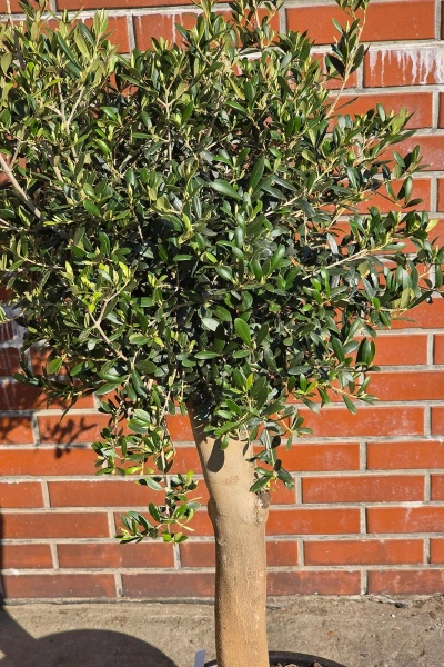 Drzewko oliwne 165 cm