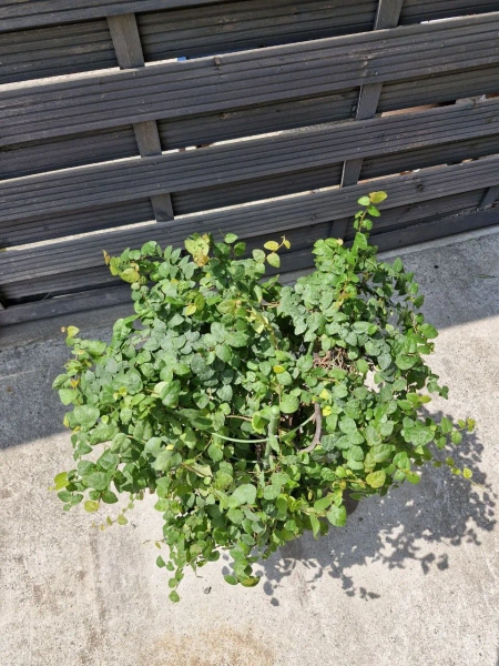 Fikus pumila w hydroponice 60 cm MK25/19