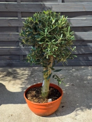 Drzewko oliwne 90 cm gruby pień