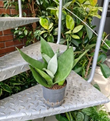 Sanseviera moonshine  MK13/12 w hydroponice