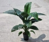 Spathiphyllum sensation 75 cm MK22/19