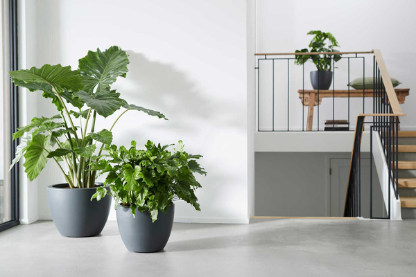 Pure Soft Round 50/38 duża donica antracytowa