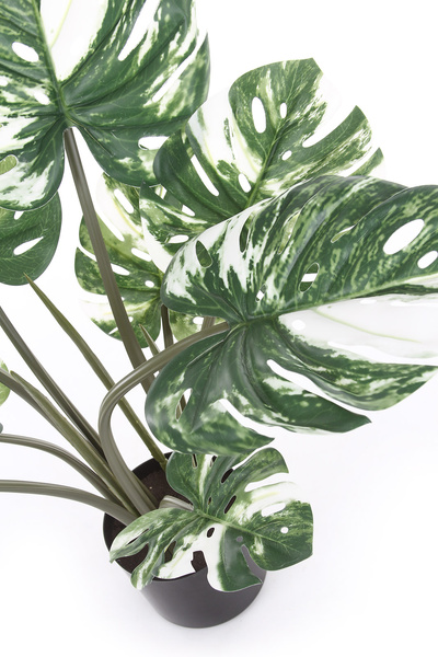 Sztuczna Monstera Variegata dziurawa biała 60 cm