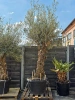 Drzewko oliwne bonsai Oliwka europejska 280 cm