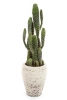 Sztuczny Kaktus Column 76 cm