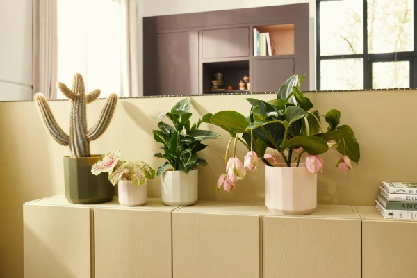 Facet 14 osłonka geometryczna zielona herbata tea green