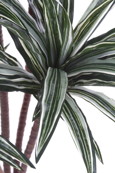 Sztuczna Dracena 150-160 cm 150 liści naturalny pień