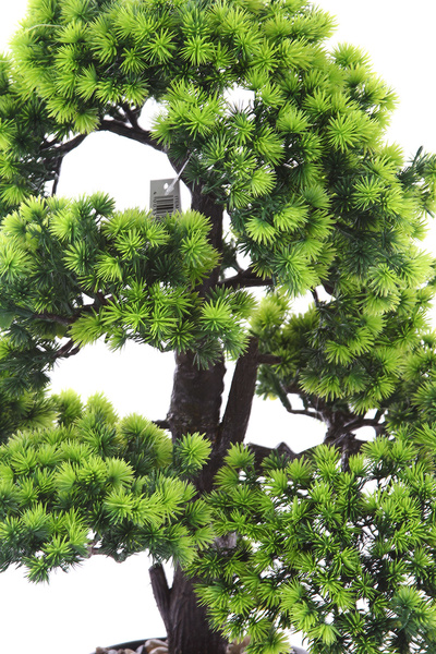 Sztuczne drzewko Bonsai Modrzew Larch 60x50 cm w ceramicznej doniczce