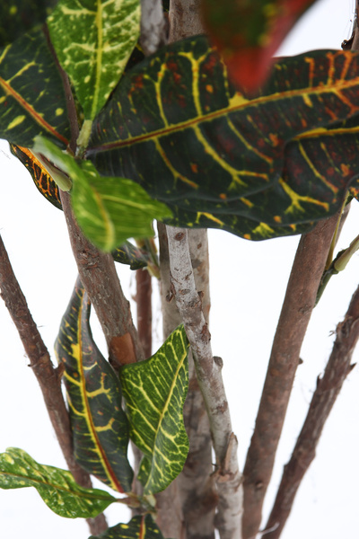 Sztuczny Kroton 150 cm 336 liści