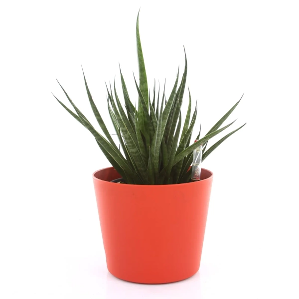 Flori 16/14 osłonka do hydroponiki fioletowa dark lilac