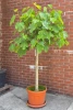 Ficus carica figa drzewko 210 cm