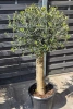 Oliwka europejska Olea europaea 160 cm gruby pień