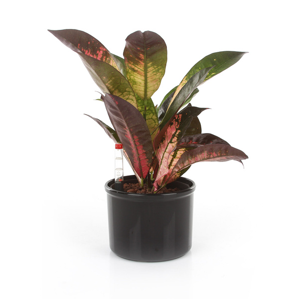 Zestaw do hydroponiki 9/7 osłonka Corona biała wkład wskaźnik