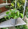 Scindapsus epipremnum aureum w hydroponice MK15/19