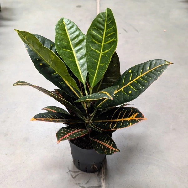 Kroton variegatum petra 35 cm w hydroponice MK13/12 wielobarwny