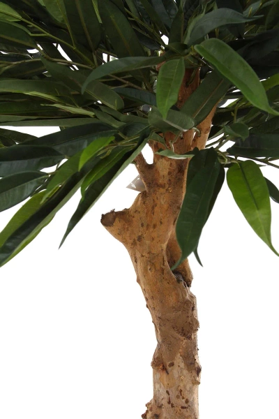 Sztuczny Fikus Longifolia 90 cm na drewnianym pniu deluxe