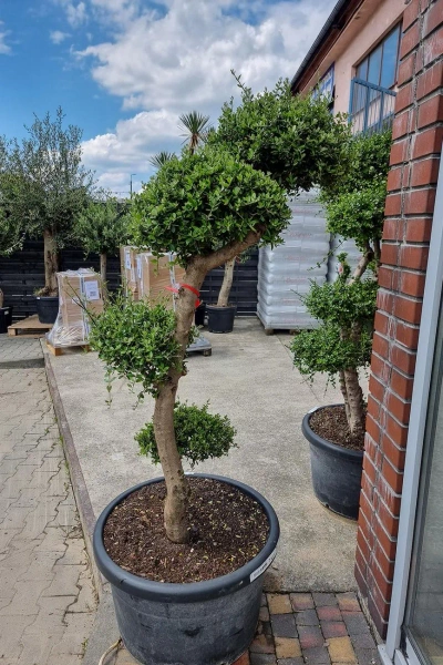 Drzewo oliwne sylvestris bonsai 180 cm