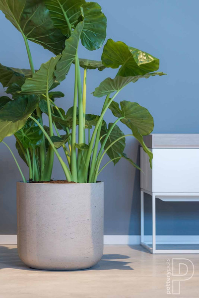 Charlie XL 32/31 złota donica cylindryczna kamienna