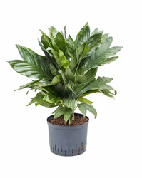 Chamedora (Chamaedorea) metalica 60 cm MK25/19