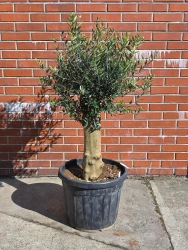 Oliwka europejska Olea europaea 150 cm