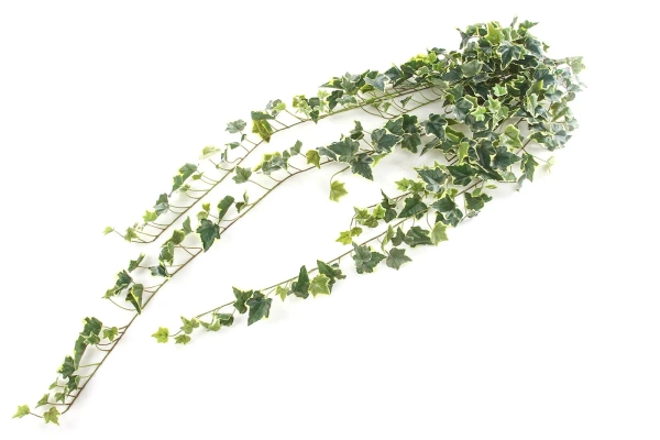 Sztuczny bluszcz zielono-biały busz 120 cm