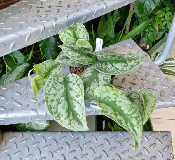 Scindapsus pictus trebie MK13/12 pnącze w hydroponice