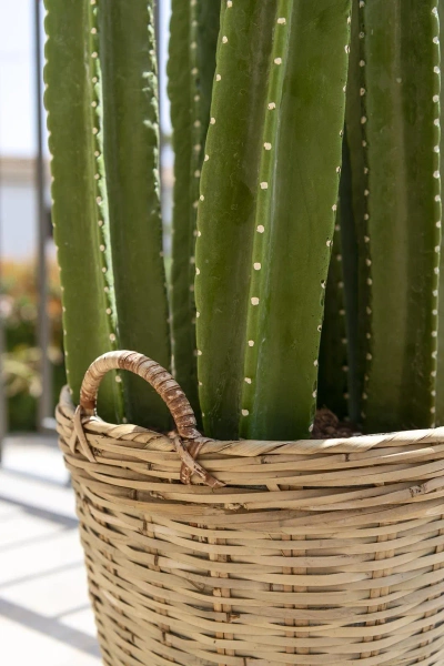 Sztuczny Kaktus San Pedro XL 100 cm