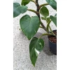 Philodendron white princess 50 cm MK13/12