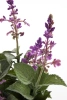 Sztuczna szałwia fioletowa 28 cm w doniczce