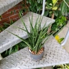 Sansevieria kirkii fernwood 35 cm MK13/12