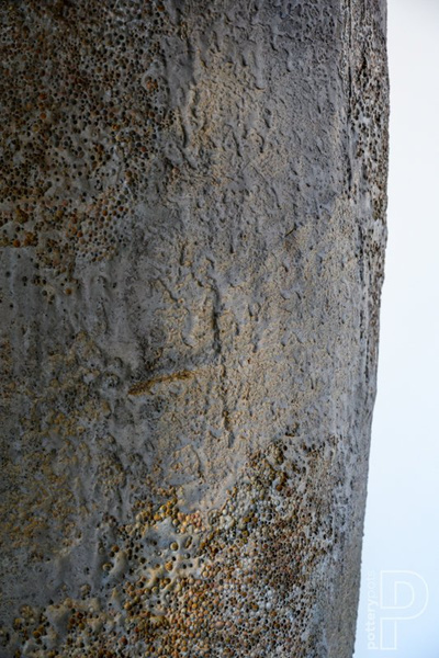 Dax XL 40/97 brązowa donica wysoka ostryga oyster