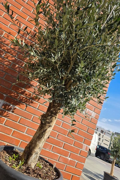 Oliwne drzewko na pniu 190 cm duża korona