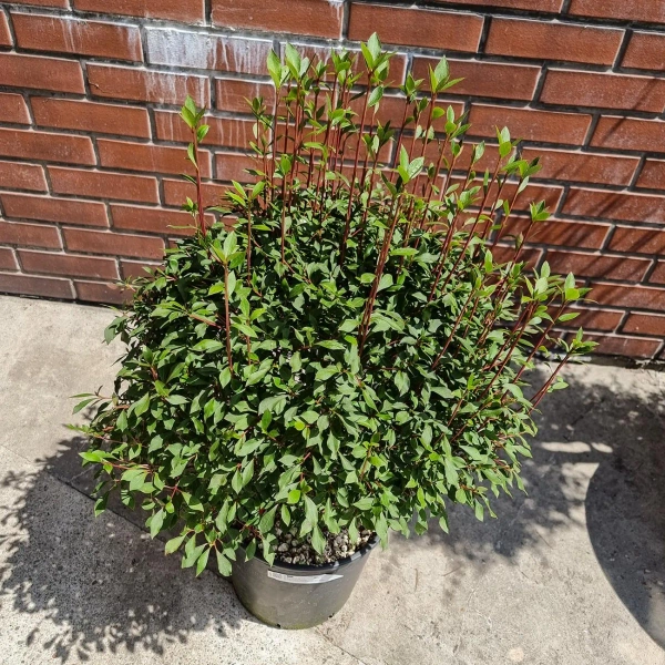 Enkianthus perulatus Enkiant dzwonkowaty 60 cm