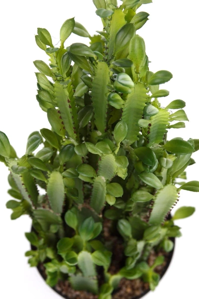 Sztuczny Kaktus Euphorbia Trigona 64 cm