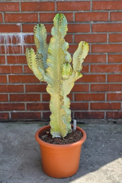 Kaktus Euphorbia ingens marmorata 100 cm