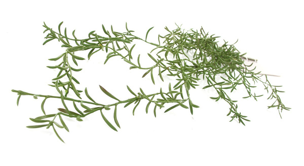 Sztuczna Hoya Vine Spray 90 cm UV Weather Proof