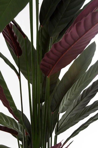 Sztuczna Maranta Stromanthe thalia 210 cm zielono-czerwona