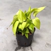 Scindapsus epipremnum golden pothos 28 cm MK13/12