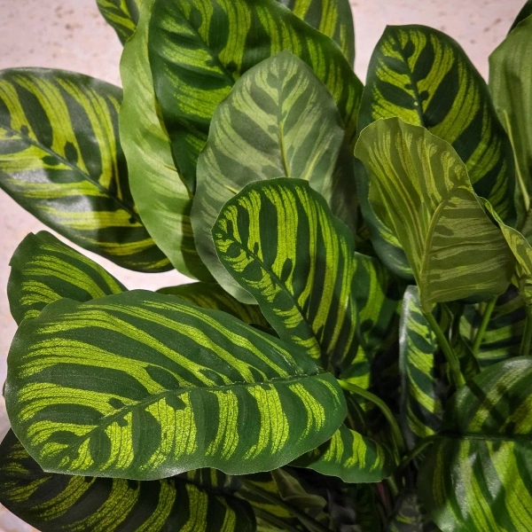 Sztuczna Kalatea zielona 80 cm