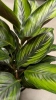 Calathea beauty star w hydroponice MK13/12 wielobarwna