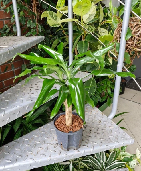 Dracena Steudneri Green w hydroponice 45 cm MK13/12