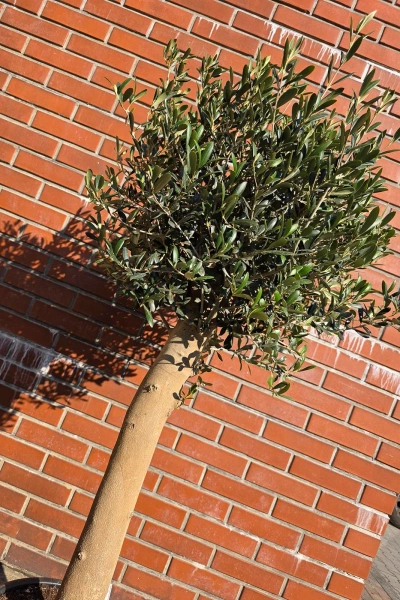 Oryginalne drzewko oliwne na grubym pniu 165 cm