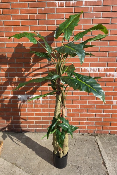 Sztuczna Alokazja drzewko 180 cm 22 liście gruby pień