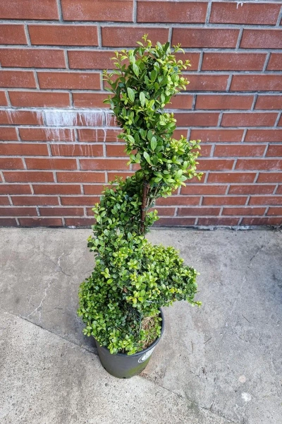 Ostrokrzew karbowanolistny Ilex Crenata spiralny 120 cm