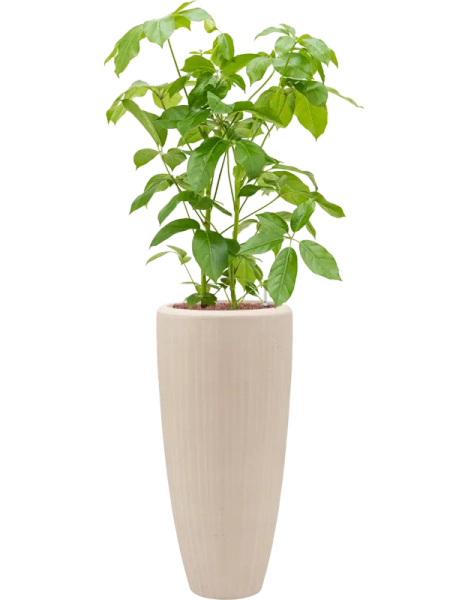 POLYSTONE PARTNER 37/90 wysoka donica naturalna kremowa