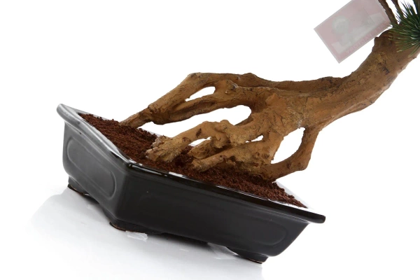 Sztuczny Bonsai Pinia Sosna Parviflora 55 cm w czarnej ceramicznej doniczce