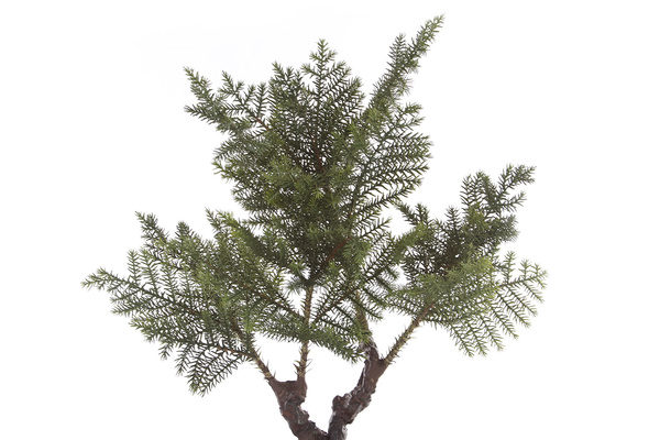 Sztuczny bonsai jodła 73 cm