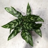 Aglaonema maria 35 cm MK13/12 w hydroponice